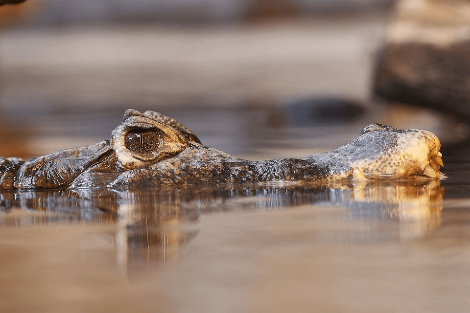 difference between alligator and crocodile skin